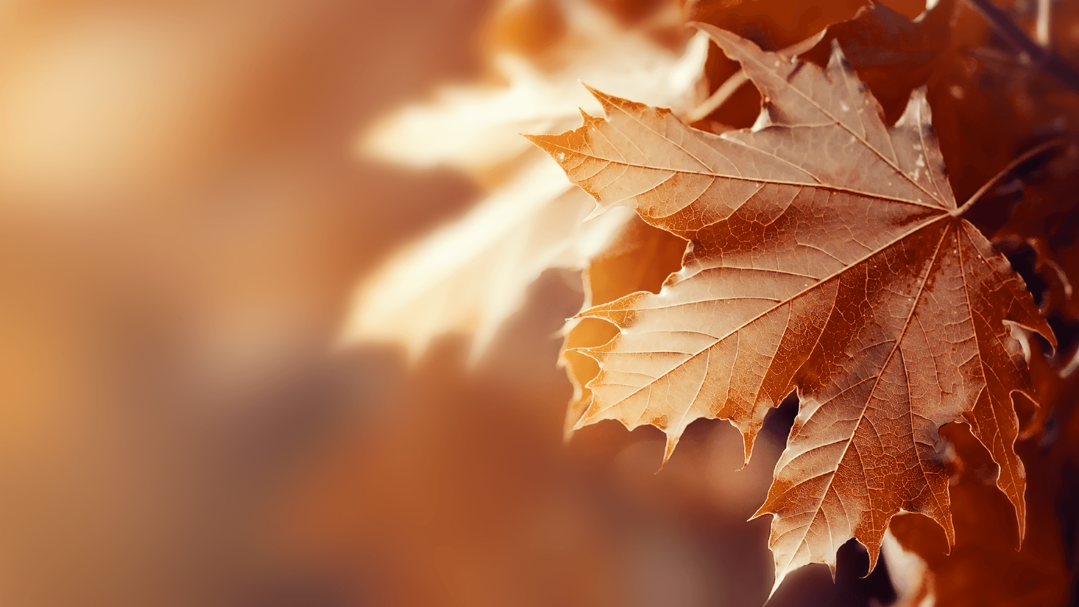 Autumn leaves in sunny daylight