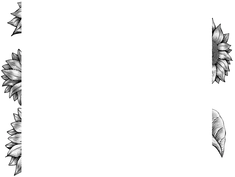 Some sunflower borders